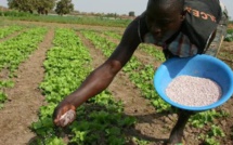 Mauritanie : le gouvernement décide de subventionner les prix des engrais à hauteur de 65%