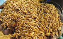 Programme d’urgence Japon/Africa Rice : 40 tonnes de semences de riz à 1.600 producteurs de la vallée