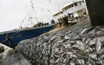 Pêche illicite : 35 à 63% des stocks péchés à des zones non durables