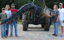 Un alligator de 4,5 mètres capturé en Alabama Sauvegarder