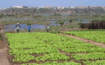 AGRICULTURE:  3000 hectares affectés au PRODAC à Agnam Civol