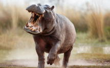 Pour avoir blessé un vieillard, un hippopotame a été abattu à Thilogne