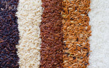 Le Sénégal dispose de 16 variétés de riz, selon l’ISRA