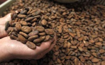 Le cacao pourrait freiner le déclin cognitif