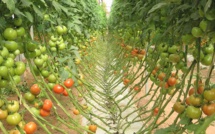 Filière tomate : les industriels invités à respecter leurs engagements.