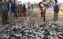 Le Portugal a importé du Sénégal 2.500 tonnes de poisson en 2022 (ministre)