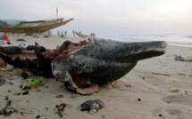 CRIME ENVIRONNEMENTAL A SAINT-LOUIS: le dauphin abandonné comme un détritus sur la plage.