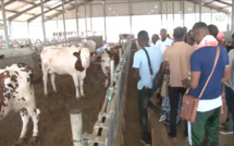 Filière laitière : à Saint-Louis, près de 500 jeunes formés par Enda-Énergie (vidéo)