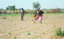 CRISE ALIMENTAIRE AU NORD SENEGAL: l'insécurité alimentaire menace 3 millions  de personnes.