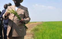 Sénégal: Macky Sall appelle à favoriser le riz local pour atteindre l'autosuffisance en 2017