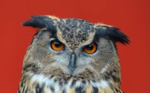 Un mystérieux hibou terrorise une ville néerlandaise