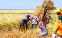 UGB : un laboratoire propose de transformer la balle de riz en énergie