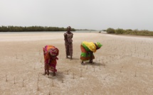 Effets des changements climatiques : au Sénégal, plus de 8 500 ha de terre touchées