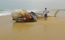 ( Photos) Langue de Barbarie : une baleine échouée risque d'exploser.