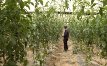 La riche carrière du Dr Mabouba Diagne, nouveau ministre de l'Agriculture