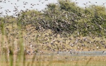 Lutte anti-aviaire : Saint-Louis aiguise ses armes