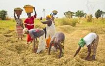 Production de riz à Saint-Louis : Les producteurs incités à la double culture.