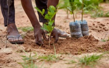 Dagana : 350 arbres plantés dans plusieurs zones de la commune de Gnith