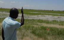 Matam : plus de 700 hectares de riz inondés et 1000 producteurs impactés par la crue du fleuve Sénégal