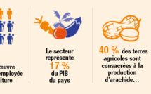  Au Sénégal, la croissance est dans les champs 