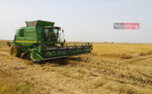 AUTOSUFFISANCE EN RIZ : la Compagnie Agricole de Saint-Louis joue sa partition (vidéo)