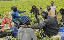 Recrutement d’ouvriers agricoles en Espagne : Voici comment postuler