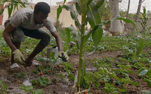 De la cybersécurité à la culture de la fraise : le pari courageux d’Abdourazak BA