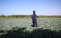 À la découverte de " Guinaar ", l'îlot de légumes bio de Doune Baba DIEYE 