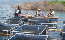 Aquaculture : Ana et Olag nouent un partenariat pour restaurer les écosystèmes du Lac de Guiers