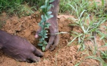 Grande muraille verte : 40 000 hectares reboisés par le Sénégal