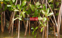 ENVIRONNEMENT : la longue agonie de la MANGROVE de PIKINE. Regardez !