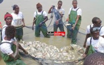 Aquaculture : Le Sénégal vise une production annuelle de 30.000 tonnes en 2018 selon le ministre de la Pêche