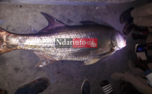 Un étrange poisson capturé sous le pont Faidherbe ( Photos) 