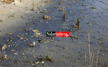 Saint-Louis : les déchets liquides des Chinois polluent le Fleuve (Photos)