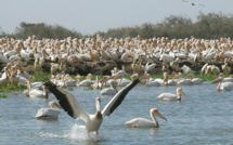 1ère Edition du concours sur le tourisme durable : Orni Tourisme Sénégal séduit le jury