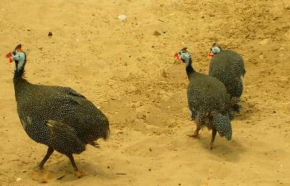 Ndarinfo04.JPG Ndarinfo04.JPG